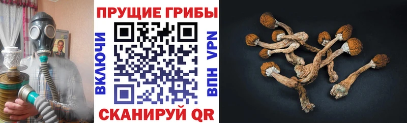Галлюциногенные грибы GOLDEN TEACHER  hydra зеркало  Аргун  купить  